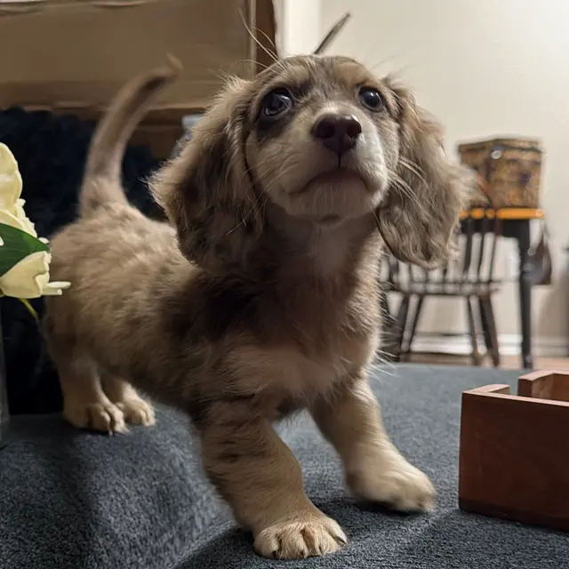 The real Thor as a puppy, standing proudly on the arm of a sofa.