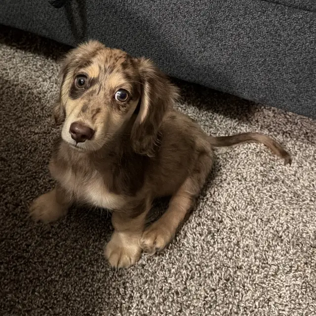 The real Thor sitting on the carpet, looking up.