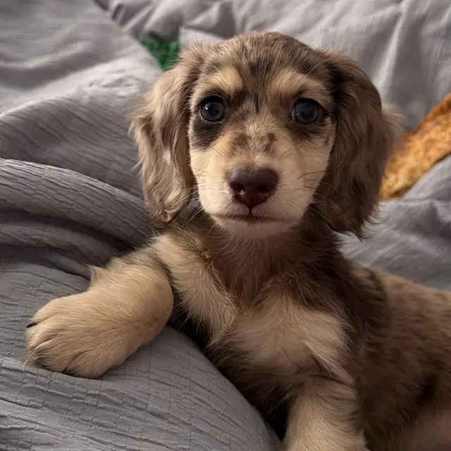 The real Thor lying on a bed, looking straight at the camera.