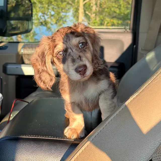 The real Thor sitting in the front seat of a truck in the sun.