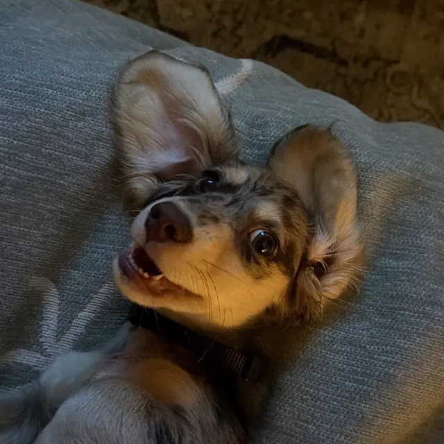 The real Thor on his back with his ears flopped out wide.