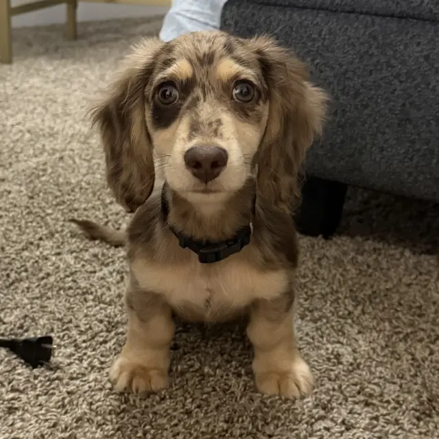 The real Thor sitting on the carpet facing the camera.
